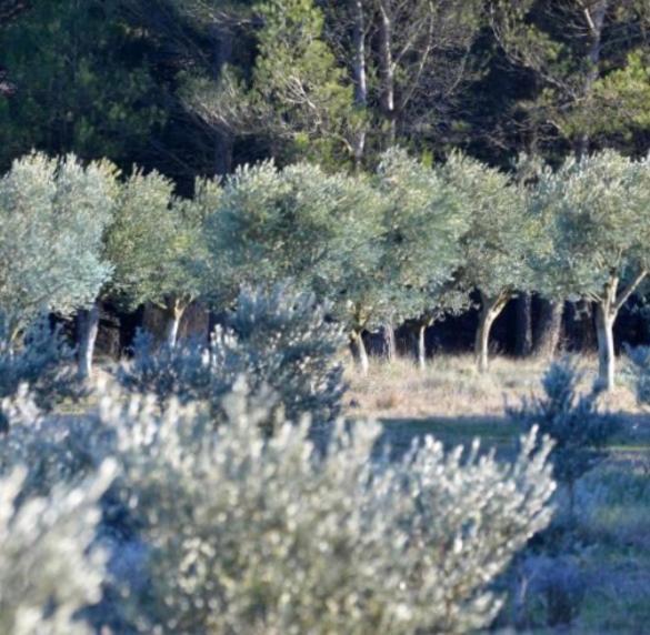 Hotel Les Cabanons Sainte Victoire Esterno foto